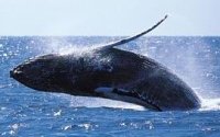 Hump Back whale jumping in Kalk Bay in Cape Town